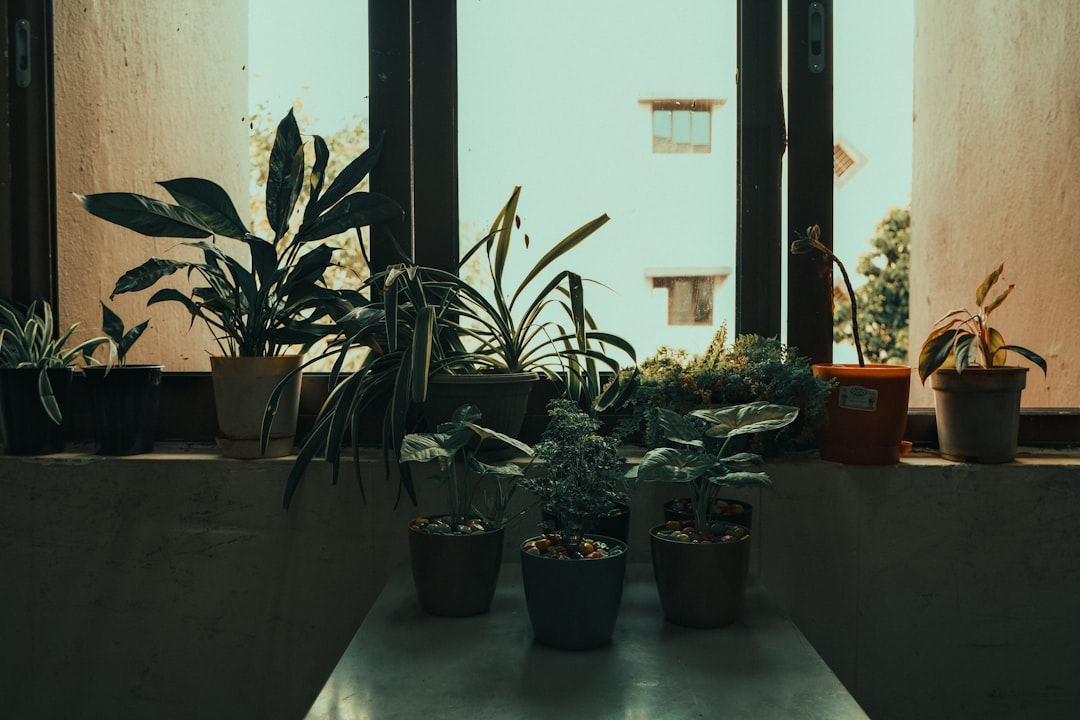 How to Choose the Right Pot for Every Type of Plant
