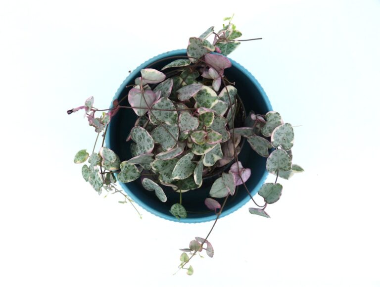 The Ultimate Guide to Caring for Your Potted Plants