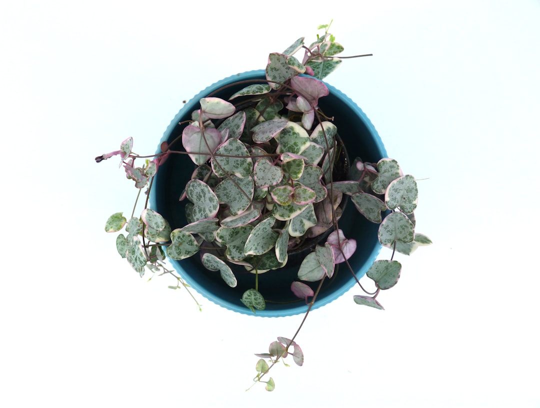 The Ultimate Guide to Caring for Your Potted Plants
