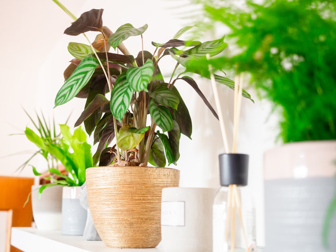 Why Quality Pots Matter for Healthy Plant Growth