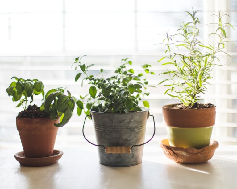 Explore Eco-Friendly Pot Options at ElementalFind Today