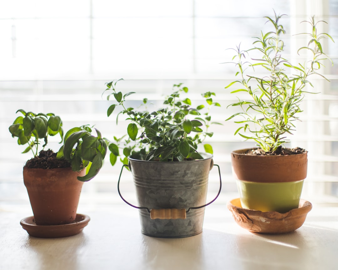 Explore Eco-Friendly Pot Options at ElementalFind Today